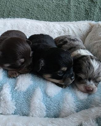 Dolci cuccioli di chihuahua a pelo lungo