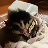 Petauro dello zucchero