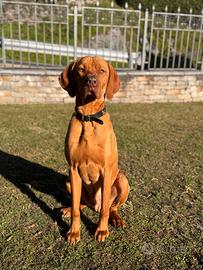 Maschio di vizsla disponibile per monta
