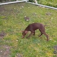 Cucciolo di bracco