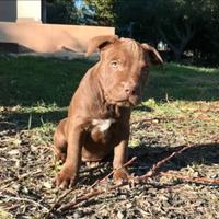American Pitbull