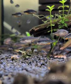 Microrasbora Galaxy (Celestial Pearl Danio)