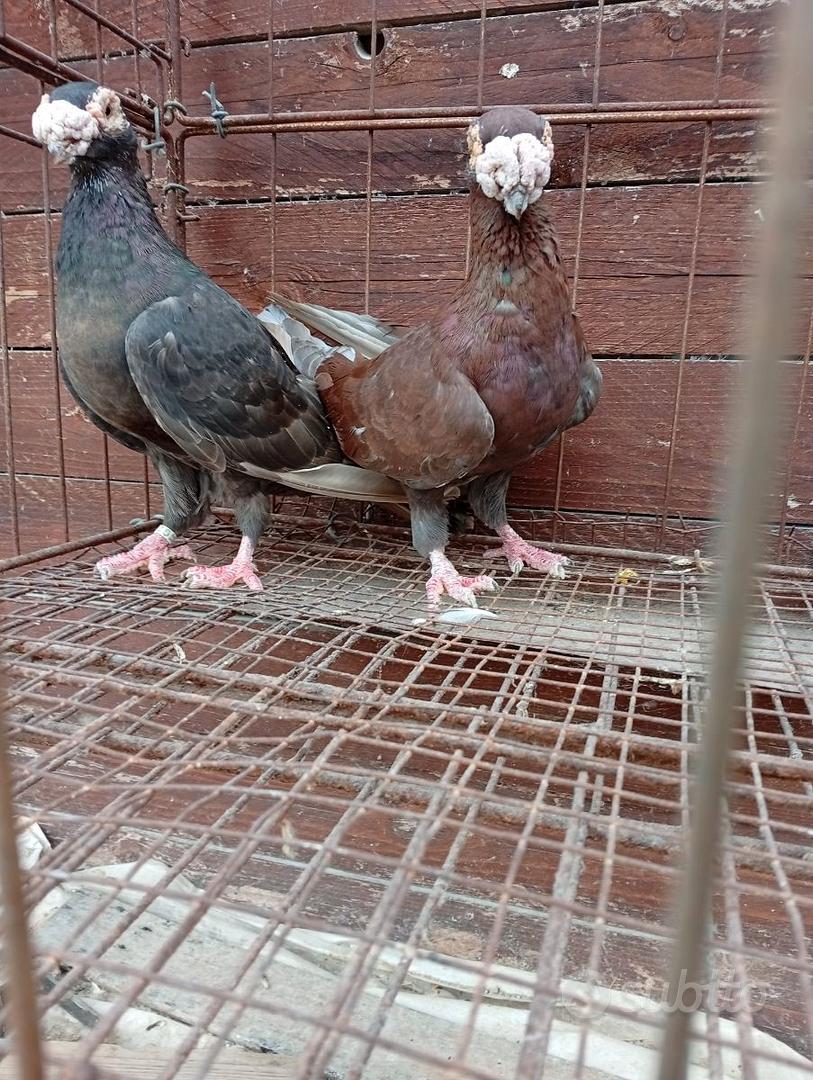 Colombi viaggiatori vecchio stilee - Animali In vendita a Agrigento