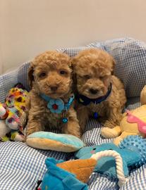 Cuccioli barboncino toy e nano musetto corto