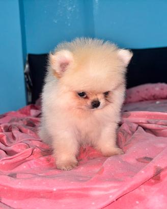 Piccolo cucciolo di Spitz