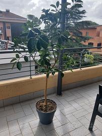 arancio albero