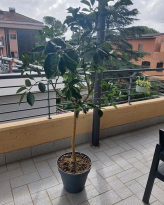 arancio albero