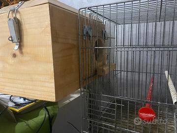 Inseparabili maschio