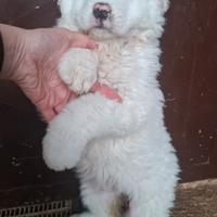 Cucciola di maremmana