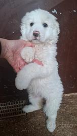 Cucciola di maremmana