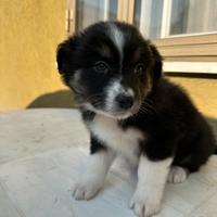 Cucciole Pastore Australiano