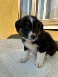 Cucciole Pastore Australiano