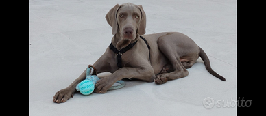 Cucciolo di Weimaraner