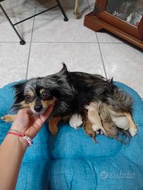 Chihuahua