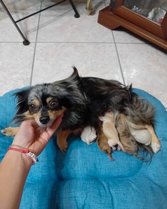 Chihuahua