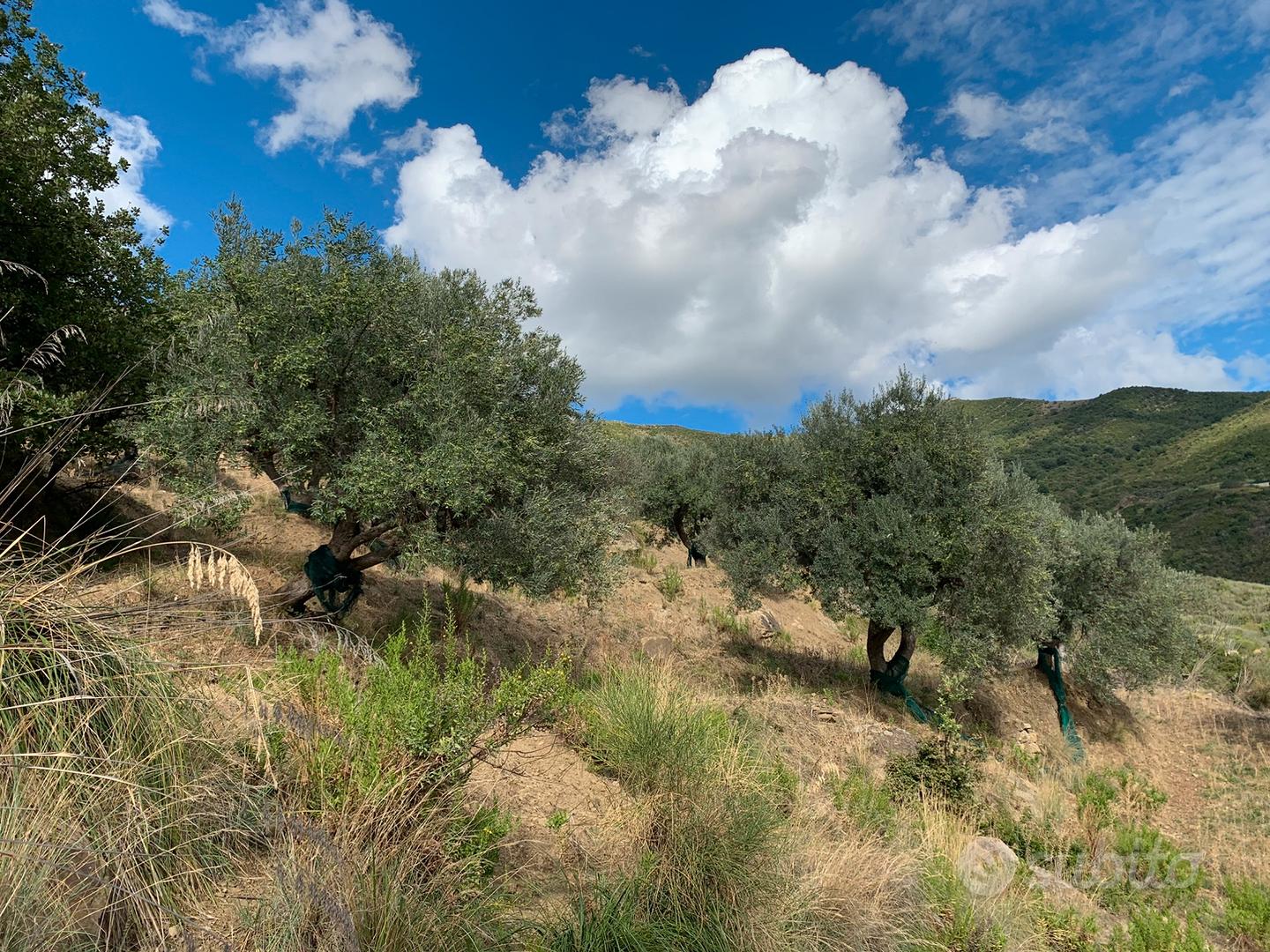 Uliveto con rudere - Vista 3