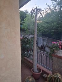 solo per amore ( Pachypodium lamerei)