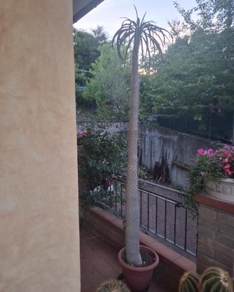solo per amore ( Pachypodium lamerei)