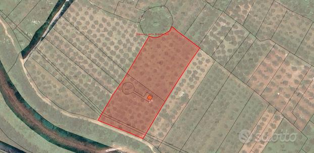 Terreno con uliveto e magazzino 8.000 mq | TR380