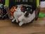 Immagine 1