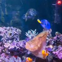 acquario marino - nanoreef 90 lt