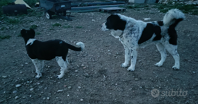 Asia Centrale - Caucaso