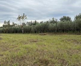 Terreno Agricolo Capua [cod. rif5925005VCG]