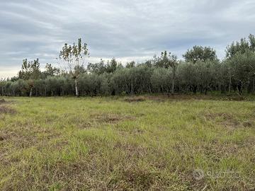 Terreno Agricolo Capua [cod. rif5925005VCG]