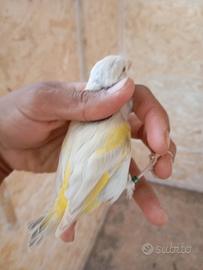 Uccelli