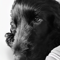 Monta cocker spaniel english
