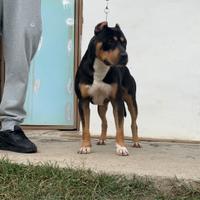 American pitbull terrier
