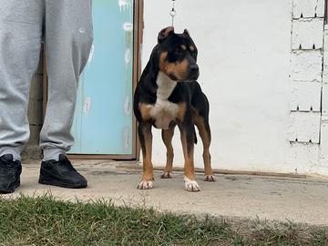 American pitbull terrier