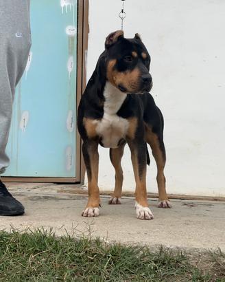 American pitbull terrier