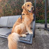 Golden Retriever per accoppiamento
