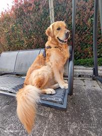 Golden Retriever per accoppiamento