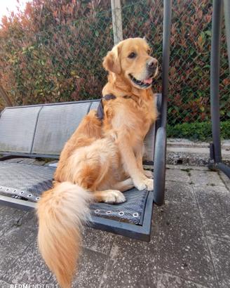 Golden Retriever per accoppiamento