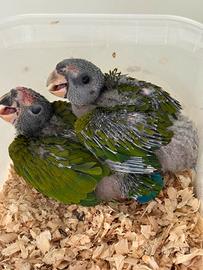 Coppia Pionus mestrus