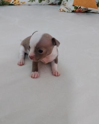 Chihuahua toy