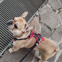 Bulldog francese