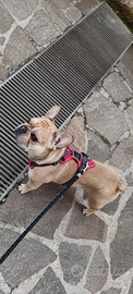 Bulldog francese