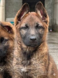 Pastore tedesco linea lavoro