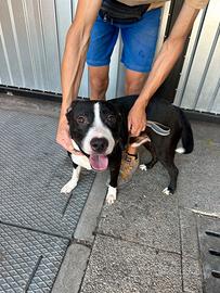 Incrocio amstaff/pitbull
