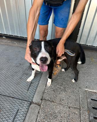 Incrocio amstaff/pitbull