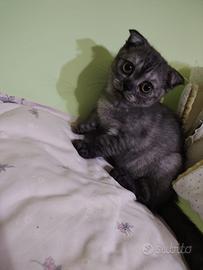 Scottish fold/straight