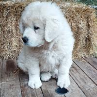 Cuccioli di Pastore Maremmano - maschi e femmine