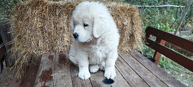 Cuccioli di Pastore Maremmano - maschi e femmine