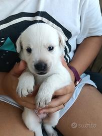 Cuccioli di labrador