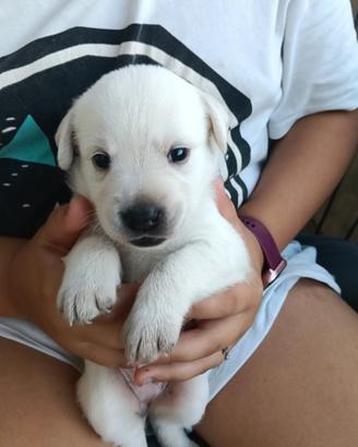 Cuccioli di labrador