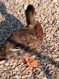 Maschio Call Duck 