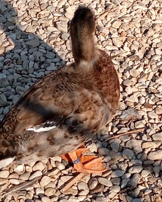 Maschio Call Duck 